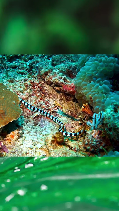 Laticauda colubrina #animals #snake #nature