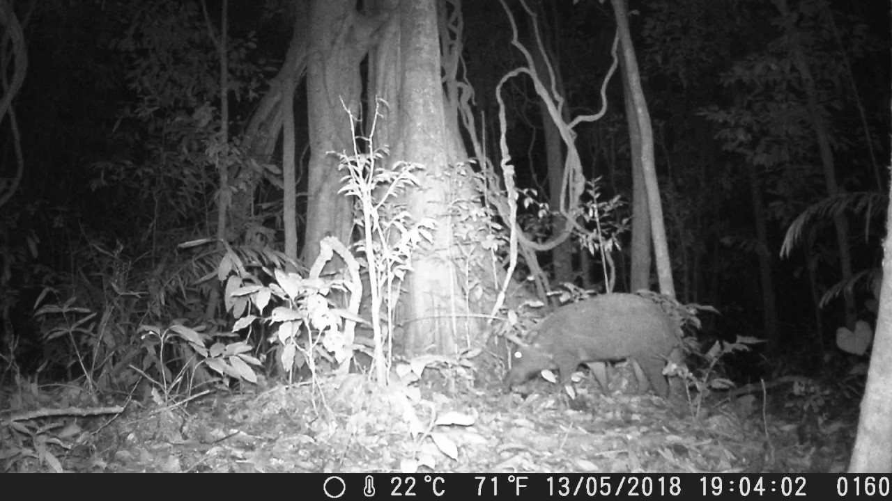 Indonesian Wild Boar