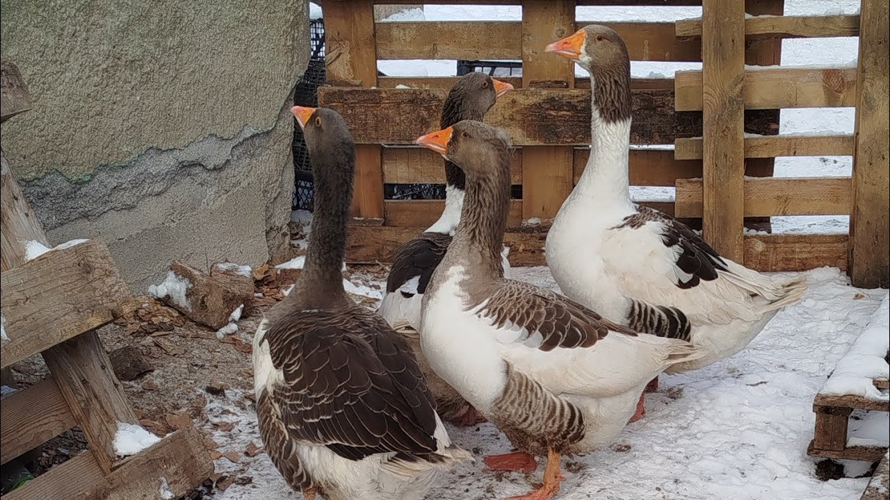 Çorum kazları özellikleri