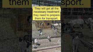 Saving kill shelter cats
