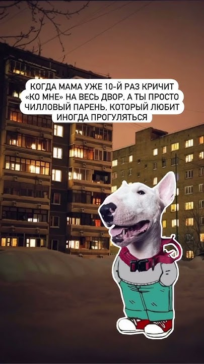 Чиловый раньше 😸 #булька #бультерьер #собака - YouTube