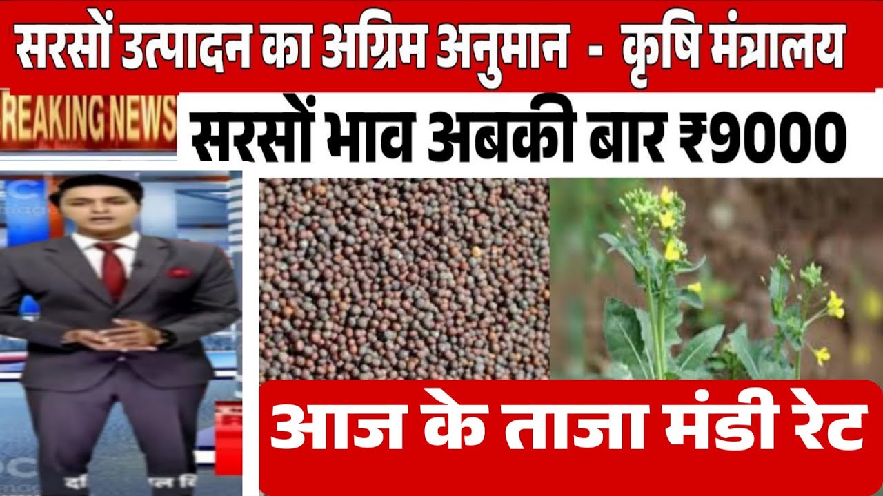 सरसों बेच रहे हो तो रुक जाओ भाव होगा रु9000 /सरसों तेजी मंदी रिपोर्ट sarson price