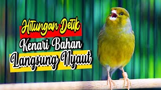 HITUNGAN DETIK KENARI BAHAN YANG SUSAH BUNYI LANGSUNG NYAUT, PANCINGAN KENARI GACOR CUIT CUIT MANTAP