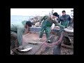 Промысловый лов судака на Ладоге рыболовными сетями Хамелеон от японской компании Momoi Fishing