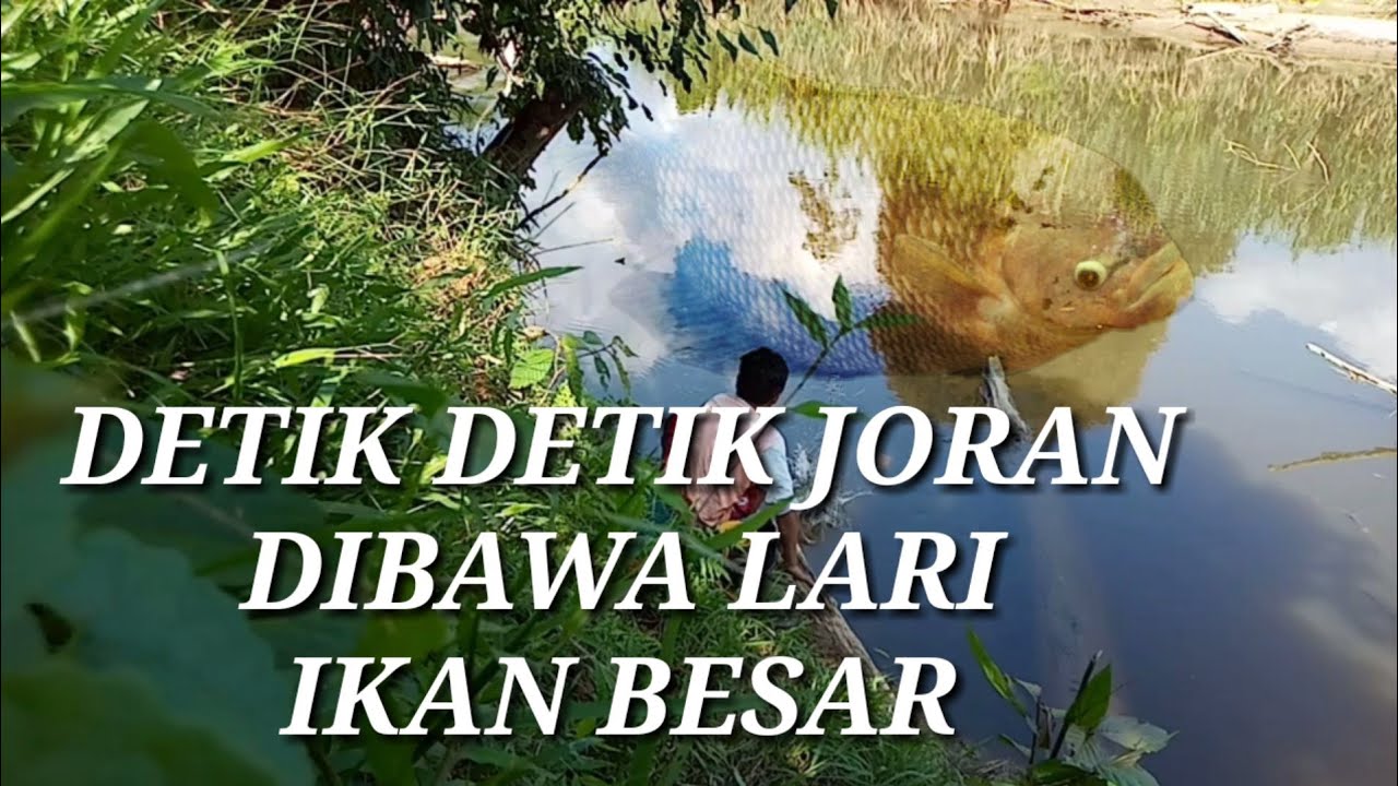 MANCING GURAME BESAR #mancingmania 