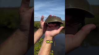 The Ancient Survivor: Horseshoe Crab  #shortvideo #animals