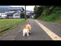 ジジババが帰ってきて嬉しいコーギー花さん（Hana-san）