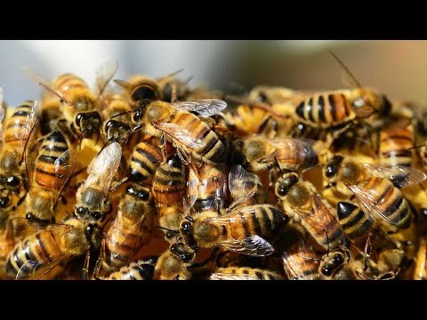Vídeo: Ninho de enxame de abelhas: lidando com um enxame de abelhas no jardim