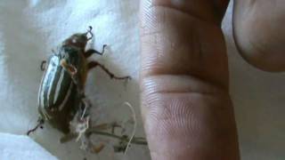 The Hissing 10 Lined June Beetle