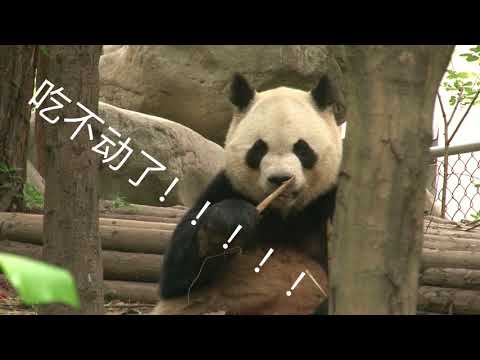 见过这样千姿百态的大熊猫吗
