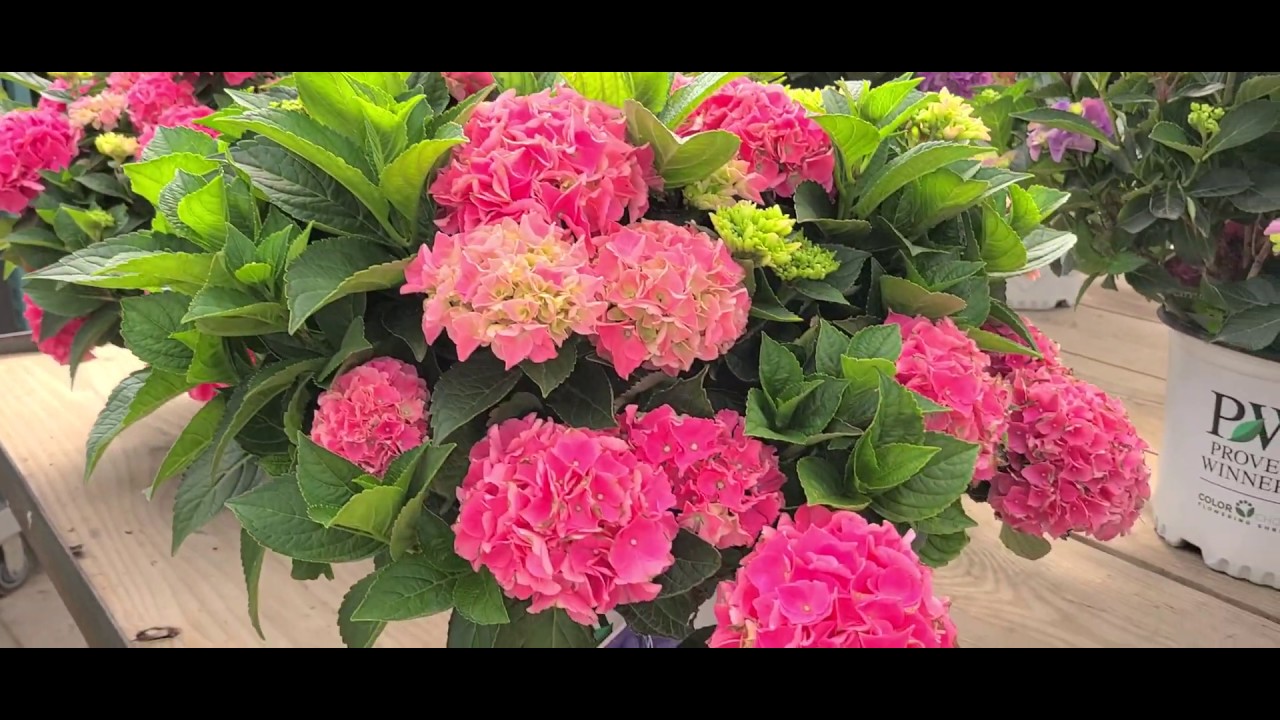 18 seconds of Hydrangea Cityline®Vienna //COMPACT, Free Flowering & Long Blooming Mophead Hydrangea!
