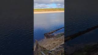 картинка: Золотая осень 🍂  Новый Уренгой!