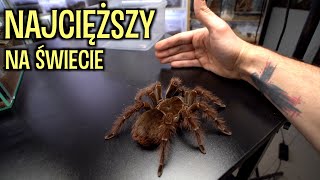 WYHODOWAŁEM POTWORA   Theraphosa blondi