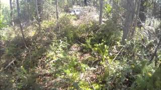 Hibbertia Area Video