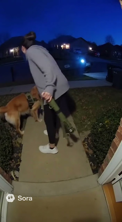 Download lagu The puppy anti-tank #dog #shorts #puppy #aicg