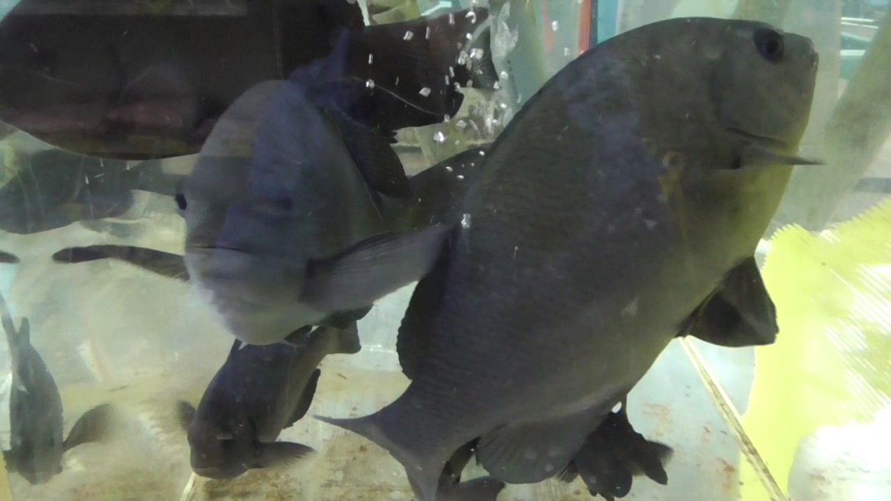 警戒心の強いグレ メジナ も飼い慣れるとペットのように懐いてきます Youtube