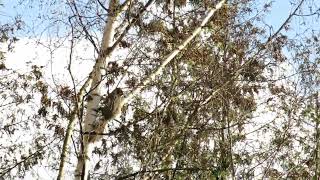 Red Squirrel licking birch tree's branches (take #1)