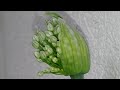Mi cebolla: capullos e inflorescencia - Biología en un minuto.