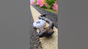 Remote Control Rc Snake Unboxing 🐍