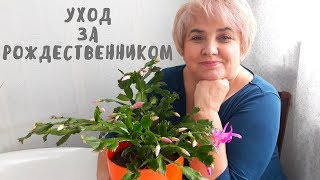 УХОД ЗА РОЖДЕСТВЕННИКОМ. Мои цветы. Мой опыт.