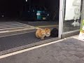 まじかよｗコンビニが大好き過ぎて、侵入しちゃった猫ちゃん達♡～Convenience store is only love, cats had invaded.