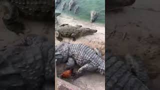 Timsah Saldırısında Hayatta Kal 3 Şok Edici Teknik