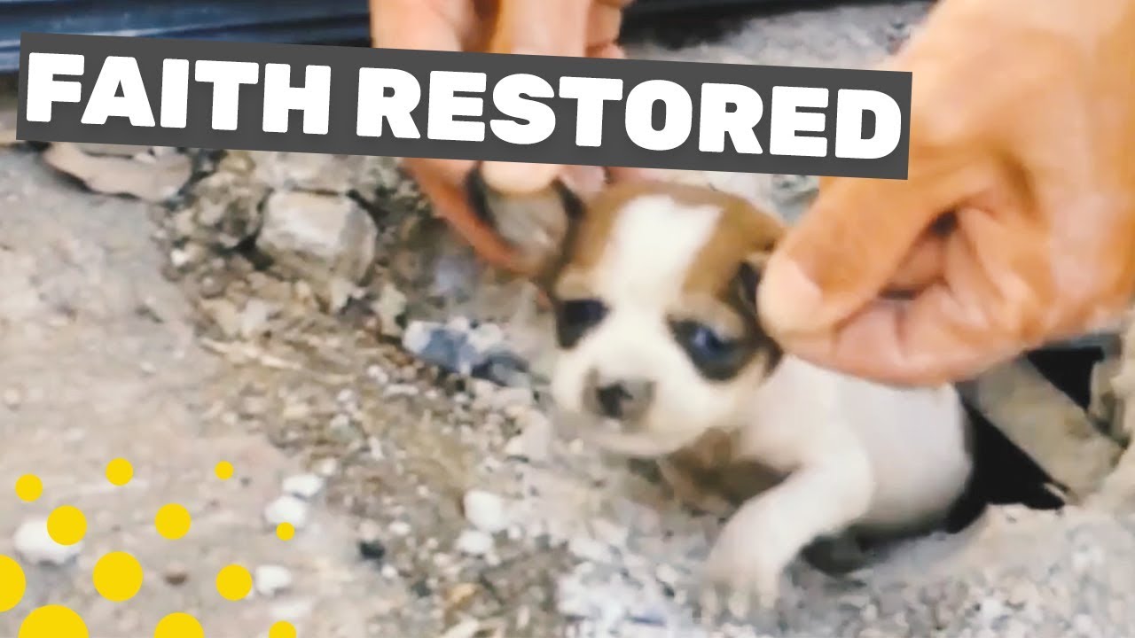 KIDS RESCUE ANIMALS YouTube