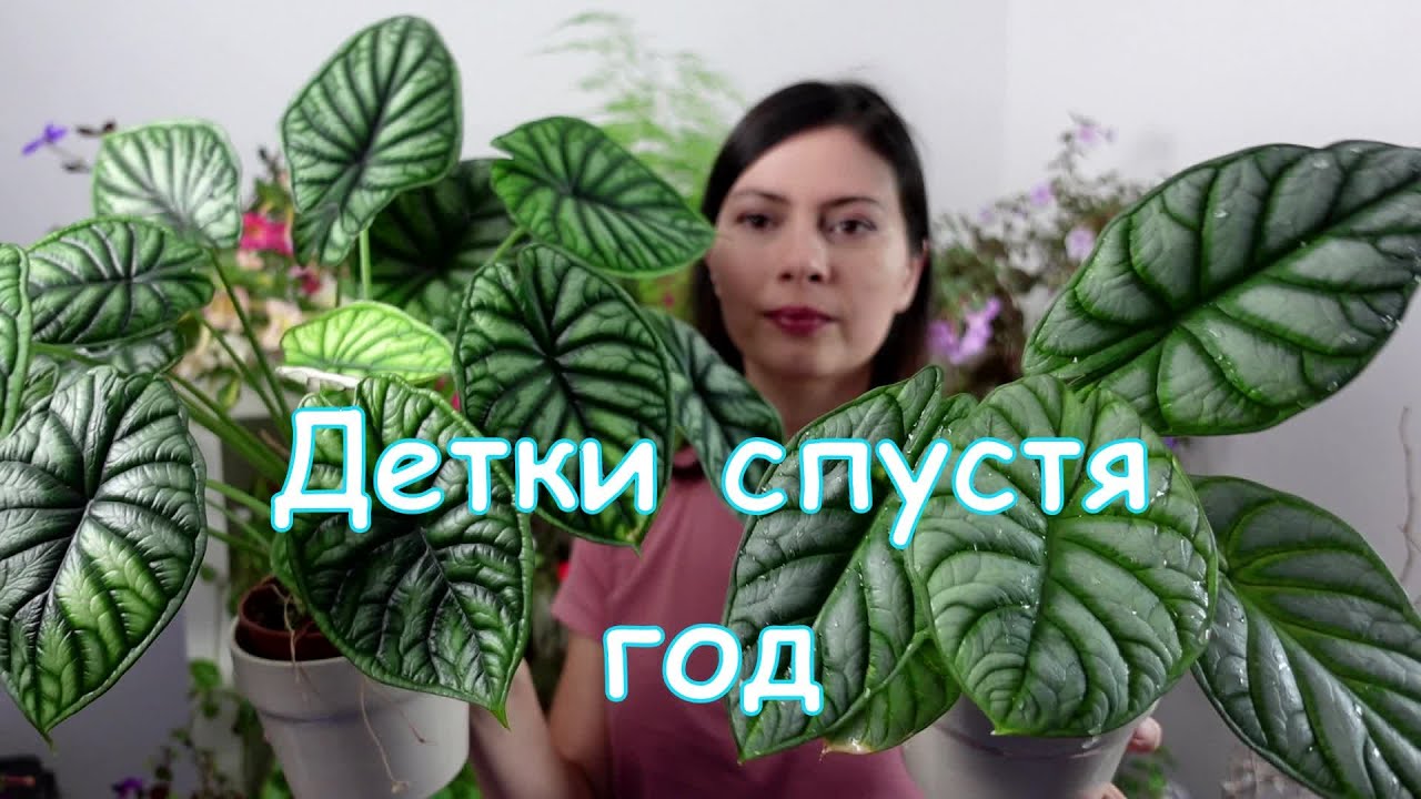 Распаковка посылки с капризными растениями: Алоказия и Аспарагус через год!