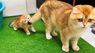 These Kittens Have Two Moms… But Prefer One