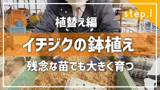 【イチジク】残念な苗を、大きく育てる 【STEP1植替え】