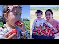 PANEN STRAWBERRY SEPUASNYA SAMPAI BERKILO-KILO | BOLEH MAKAN SEPUASNYA DILADANG