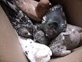голуби мраморные