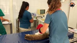 Proyecto Arca- Güiña