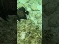 Just a few feet from shore on Roatán