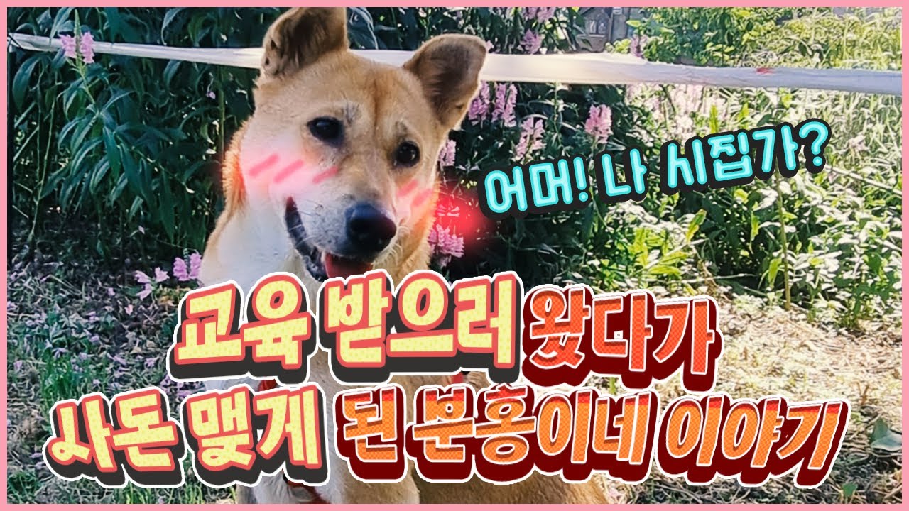 교육받으러 왔다가 사돈 맺게 된 분홍이 이야기 