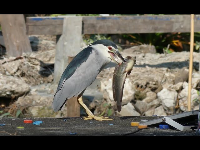 Black-crowned Night Heron struggles with a big fish class=