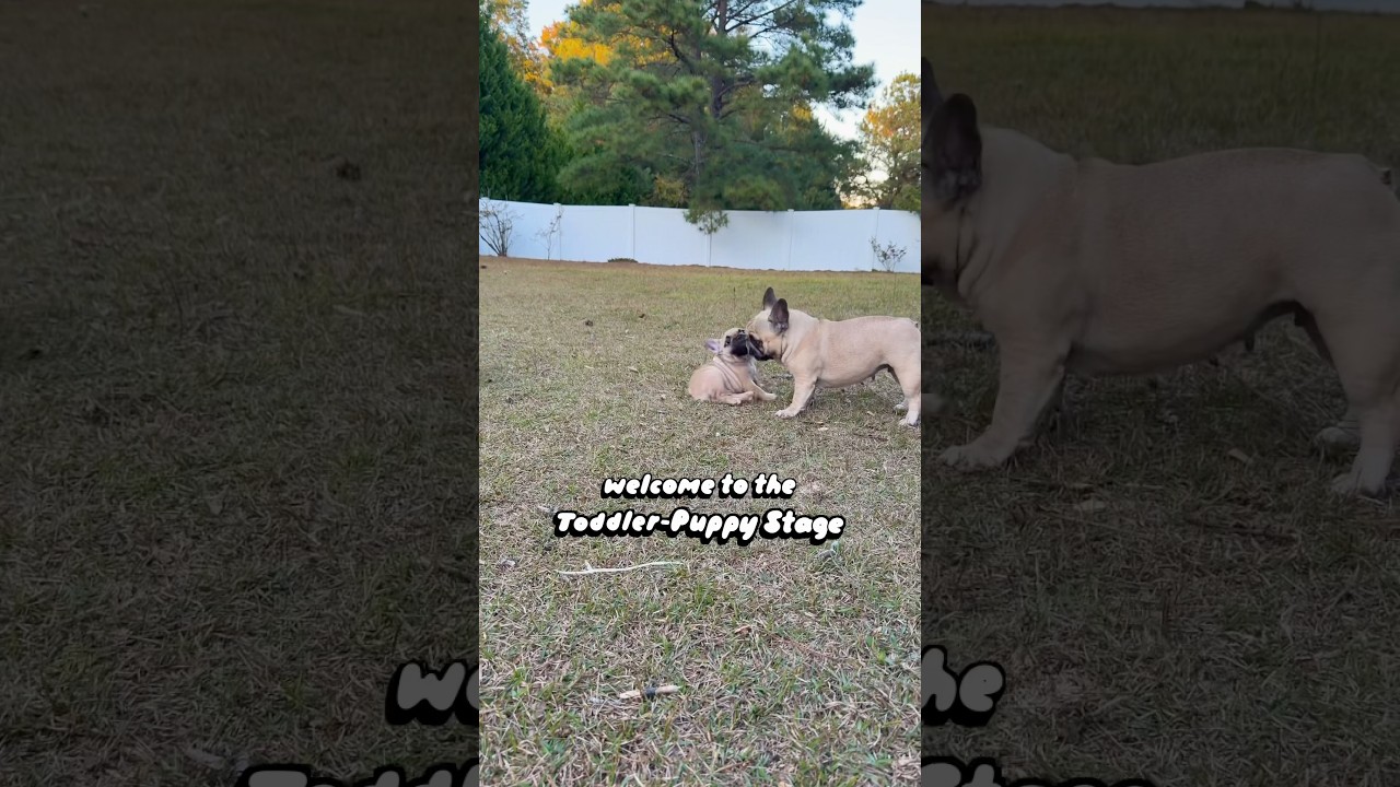 Стадия щенка-малыша 🥲 Достиг ли их уровень миловидности пика? 