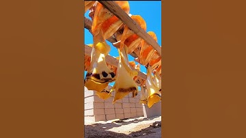 Cách Lấy Thịt Ốc Bàn Ủi #shorts  #vantientv