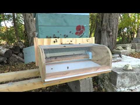 Anti-hornet muzzle on bee hive