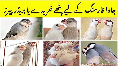 Which one best for Java Finch Farming Chicks or Breeder Pairs |  Java Business Plan | Birds Farming