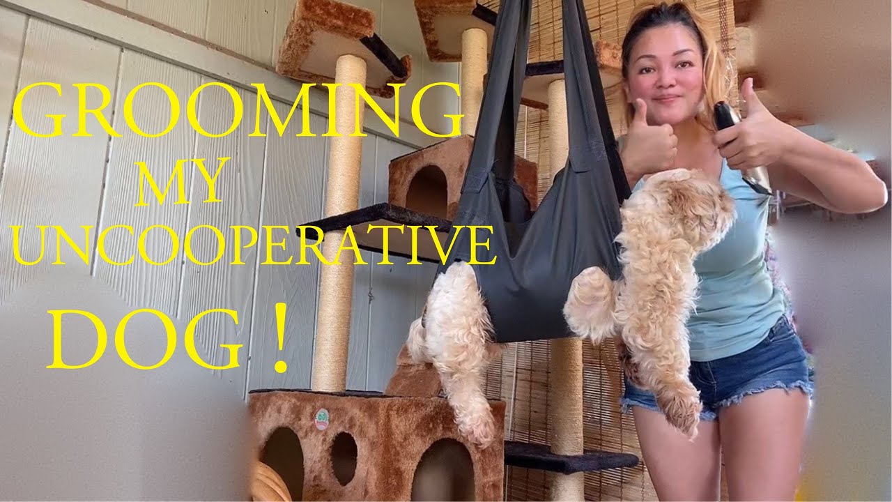 How to groom uncooperative dog YouTube
