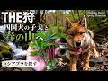 THE狩｜四国犬の子犬と春の山へ。コシアブラを探す【Spring Mountain Walk with a Shikoku Puppy】