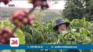 Công nghệ vào tận vườn cà phê | VTV24