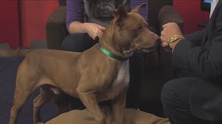 Adopt Doogie at Animal Rescue League of Iowa!