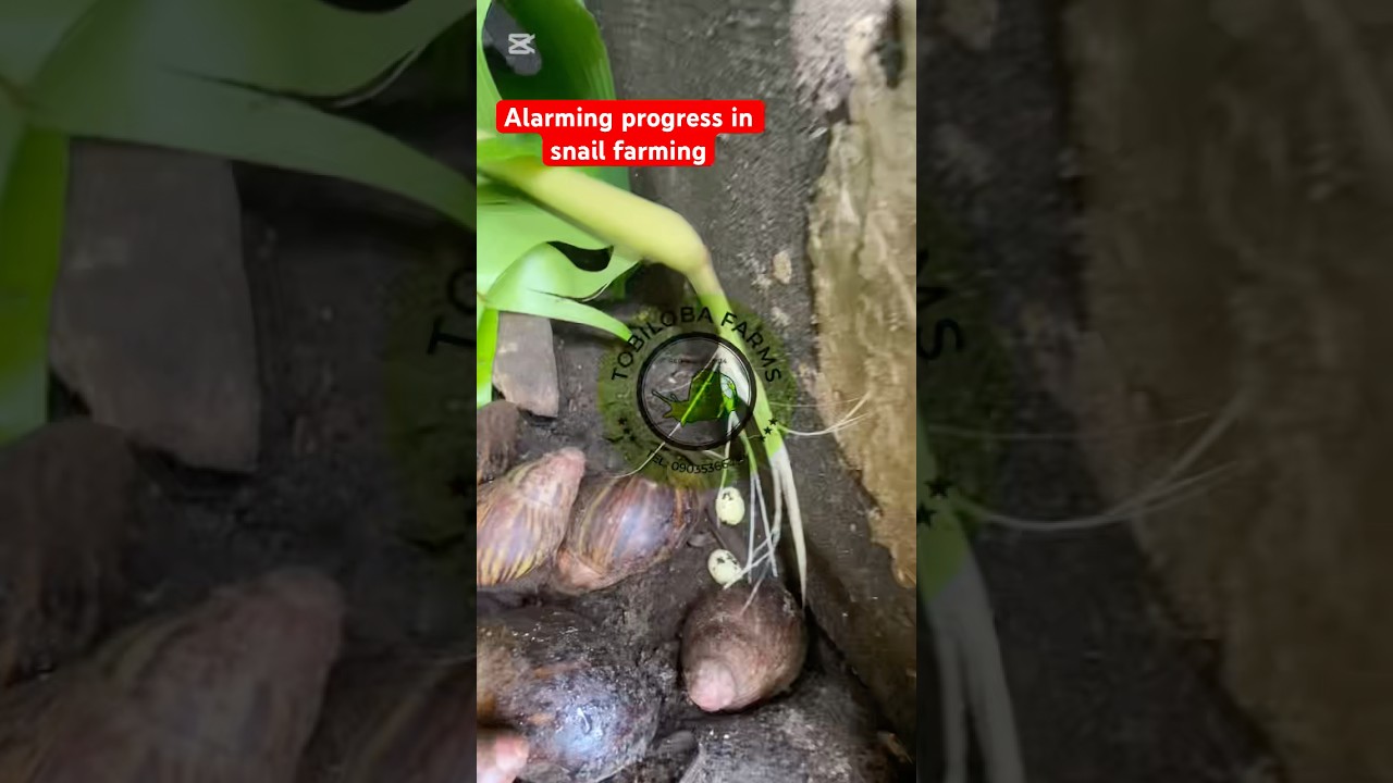 How I become a successful snail farmer 