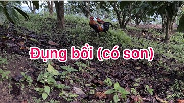 Phương lele TV bẫy gà rừng- bổi đã có son lại còn dính nhanh thời tới 