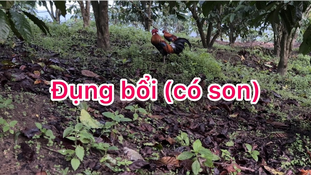 Phương lele TV bẫy gà rừng- bổi đã có son lại còn dính nhanh thời tới 