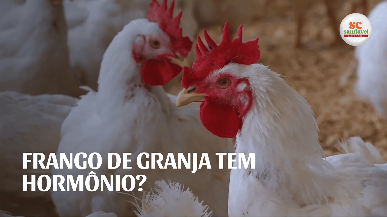 Frango de granja tem hormônio? Veja o que explica o crescimento das aves