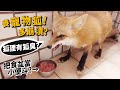 【從零開始養】寵物狐狸!狐狸有狐臭?把食盆當小便斗?跟狗誰好養?【許伯簡芝】fox