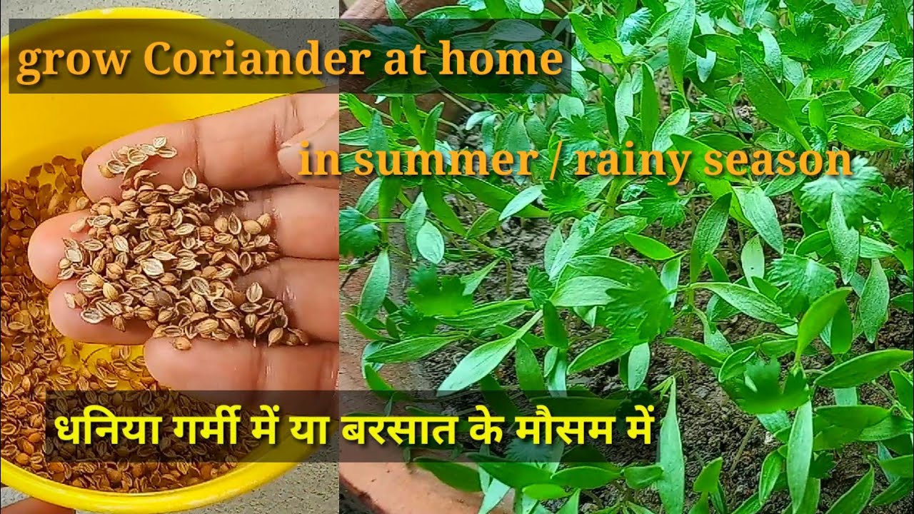 Grow Coriander At Home In Summer Season Or Rainy Season YouTube